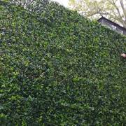 INSTALACIÓN DE MURO VERDE