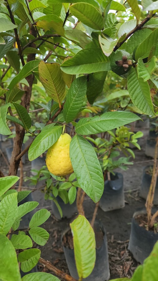 GUAYABA ROSA