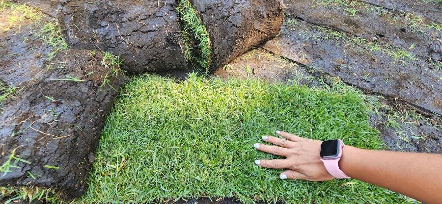 PASTO EN ROLLO BERMUDA