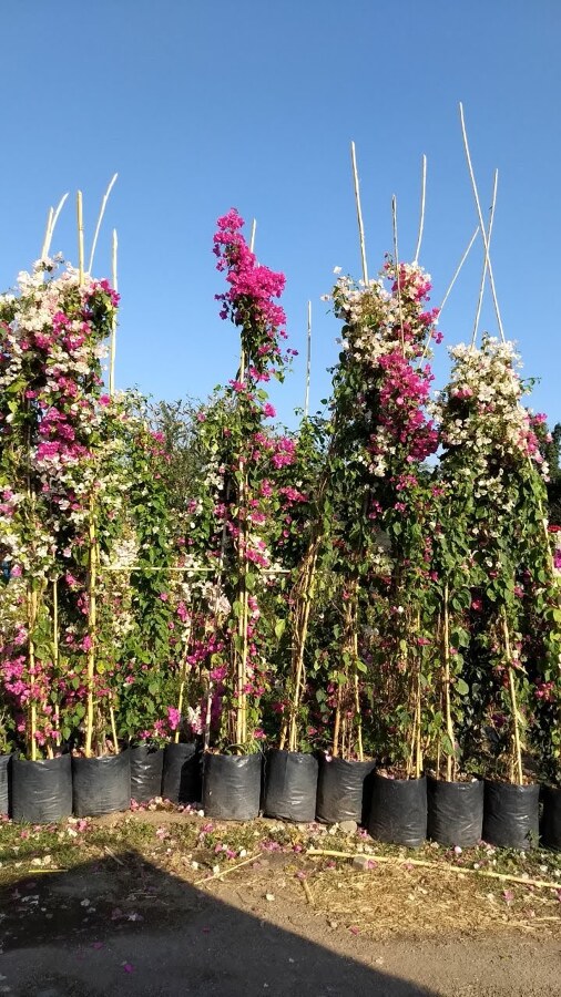 BUGAMBILIA ENREDADERA