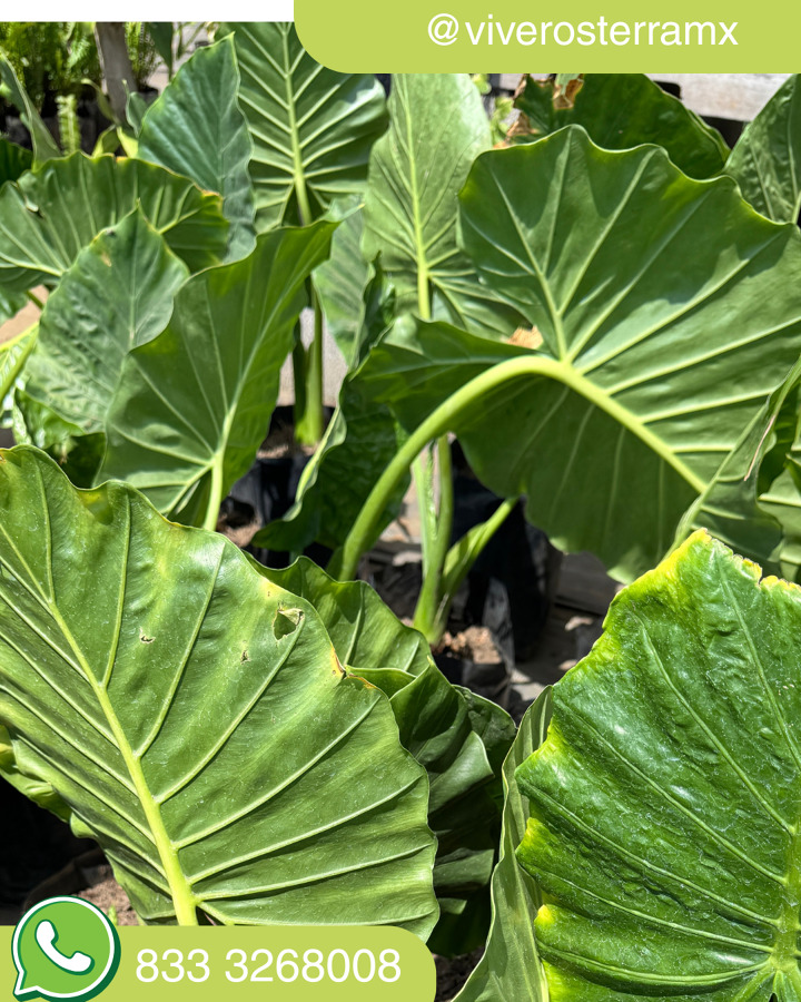 Hoja Elegante Alocasia Odora