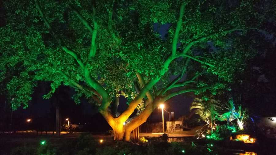 Instalación de Luminarias Led RGB en Jardín