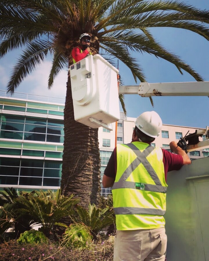 poda y derribo de arboles