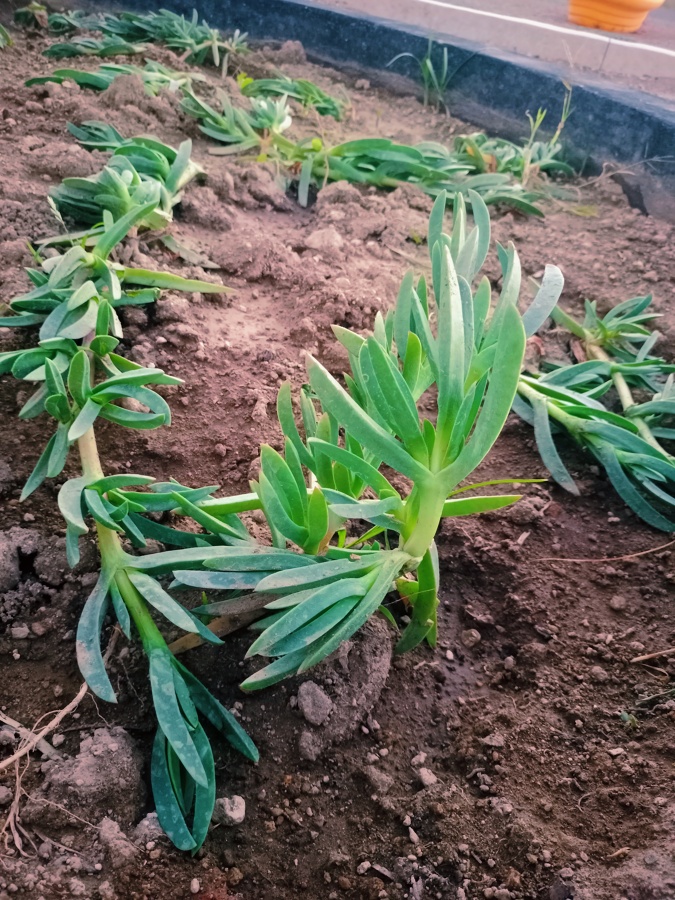 Plantas para proyectos desarrollos jardinería y más