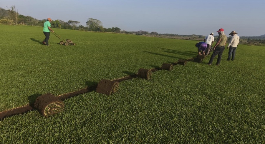 Pasto en Rollo para Jardin Mayoreo