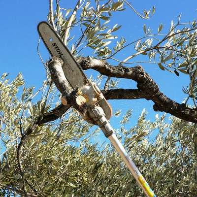 Poda de arbol