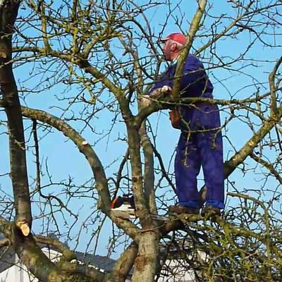 Tala y preservación de arboles