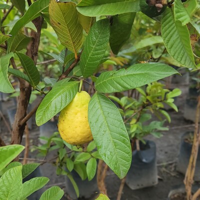GUAYABA ROSA