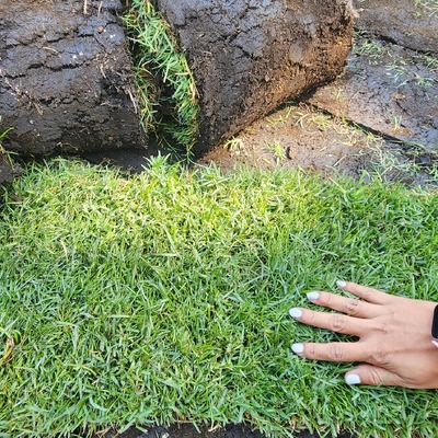 PASTO EN ROLLO BERMUDA