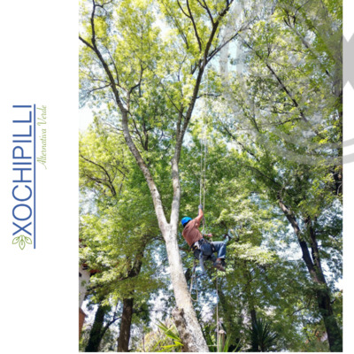 Poda de Fresno con altura de 20 metros