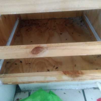 Fumigación para cucarachas