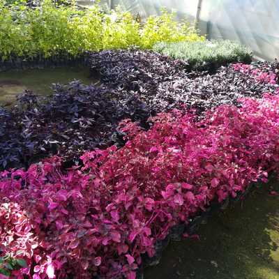 Plantas