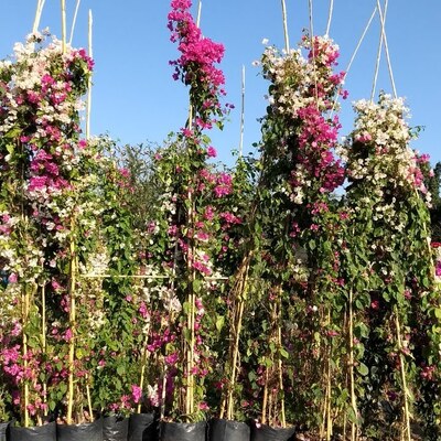 BUGAMBILIA ENREDADERA