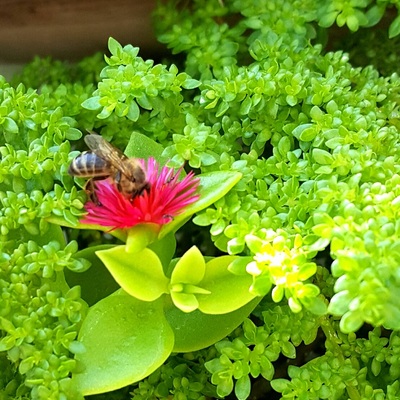 Muro Verde Sustentable