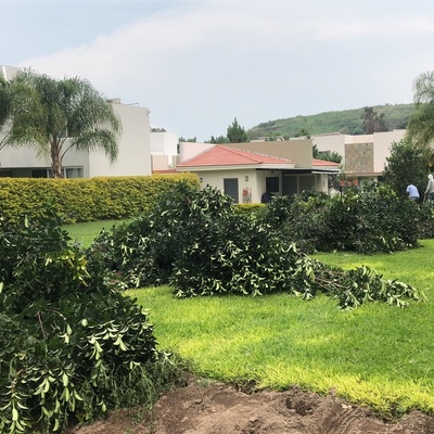 Poda y Mantenimiento