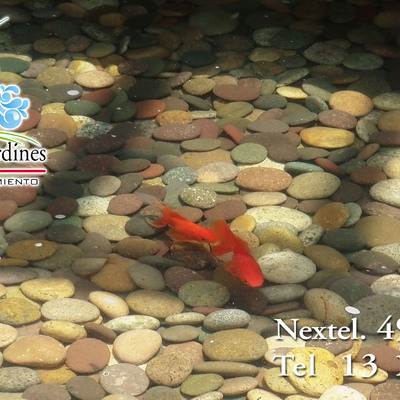 PECES