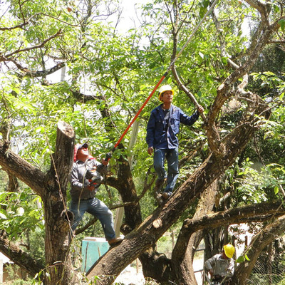 Preservación de arboles