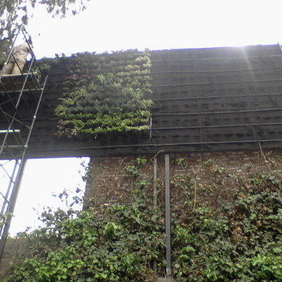 Muro verde