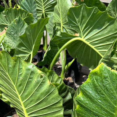 Hoja Elegante Alocasia Odora
