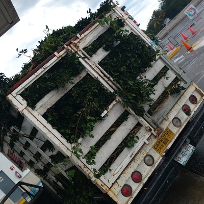 Limpieza de terrenos