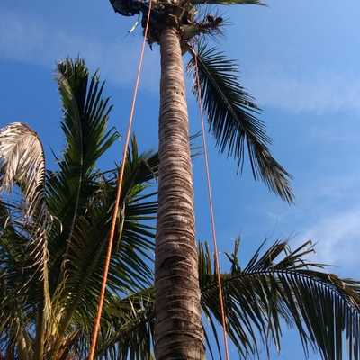 Derribo de palma cocotera