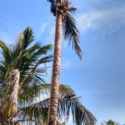 Derribo de palma cocotera