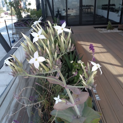 Mantenimiento de áreas verdes y jardines.