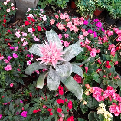 Vivero, selección de planta