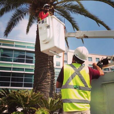 poda y derribo de arboles