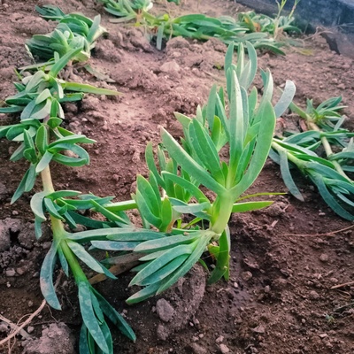 Plantas para proyectos desarrollos jardinería y más