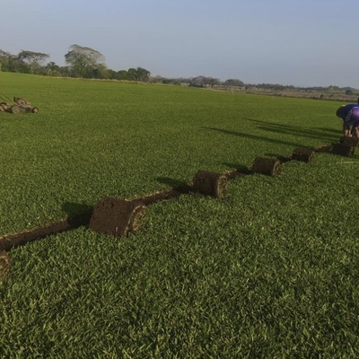 Pasto en Rollo para Jardin Mayoreo