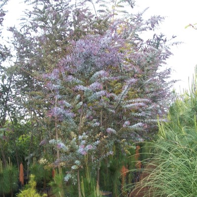 acacia morada