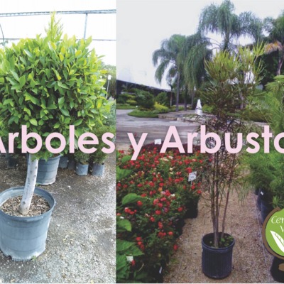 Gran variedad de árboles.