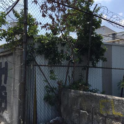 APODAMIENTO DE ARBOLES