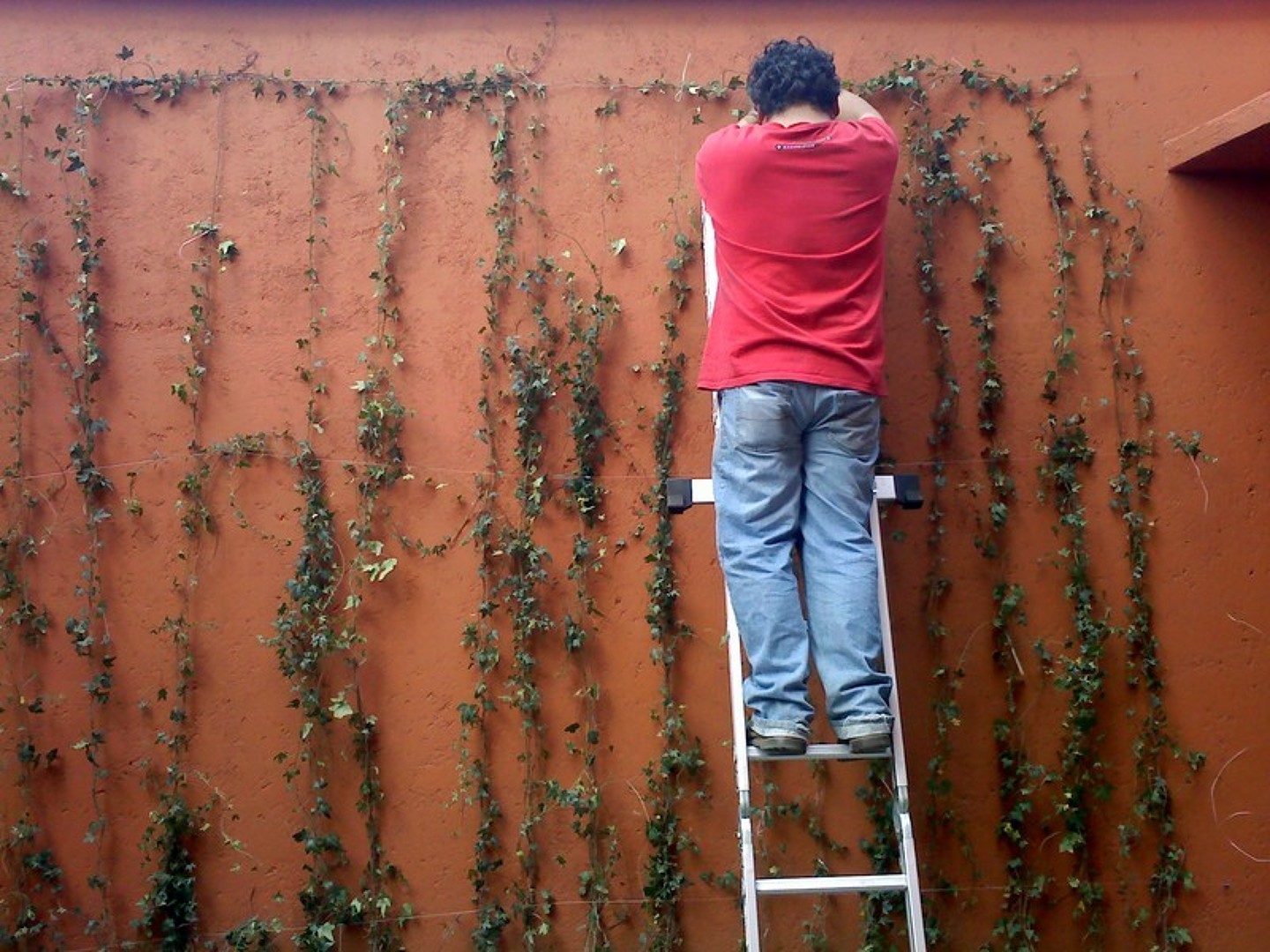 Instalacion de hiedras