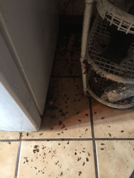 Fumigación para cucarachas