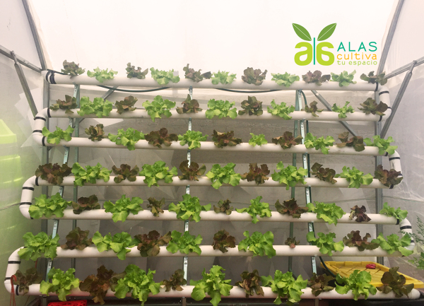 Modulo hidroponico de lechugas