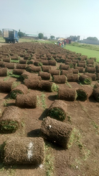 Pasto alfombra en rollo a 25 pesos el metro cuadrado