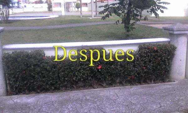 Ixoras después