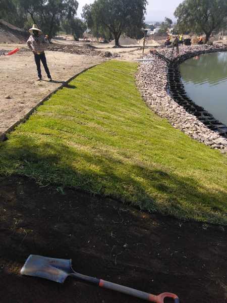 Colocación de pasto