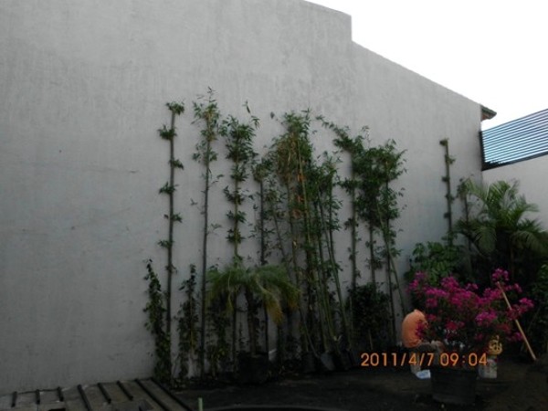 Muro ImpermeabilizadoMuro impermeabilizado listo para enredadera.