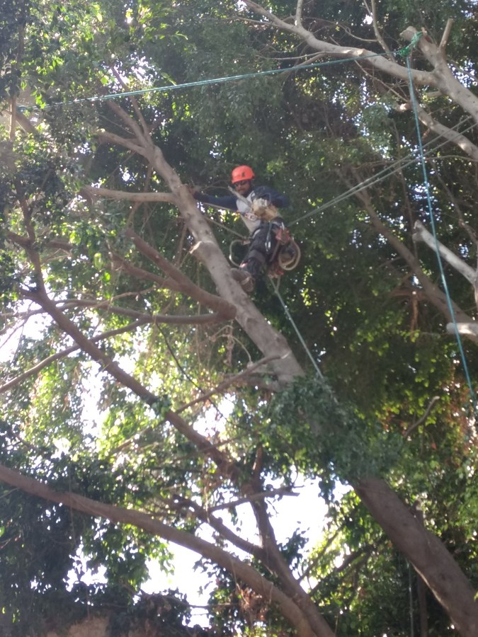 Acomodo seguro para corte.