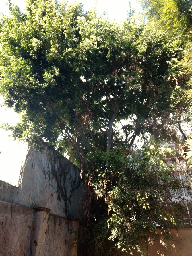 Árbol de riesgo a derribar.