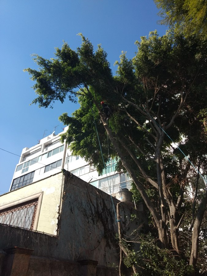 Bajando las primeras ramas.