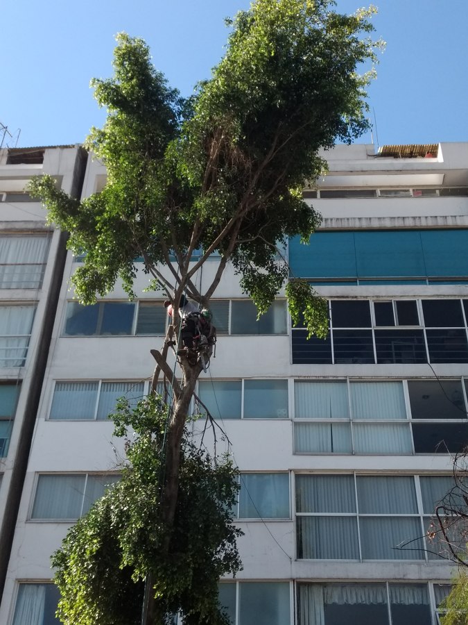 Bajando ramas cortadas.