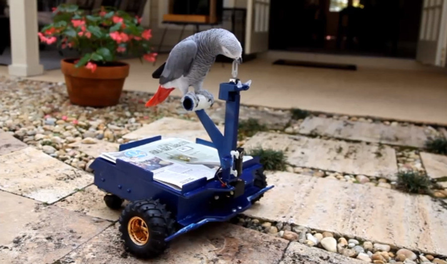 birdbuggy-1024x606