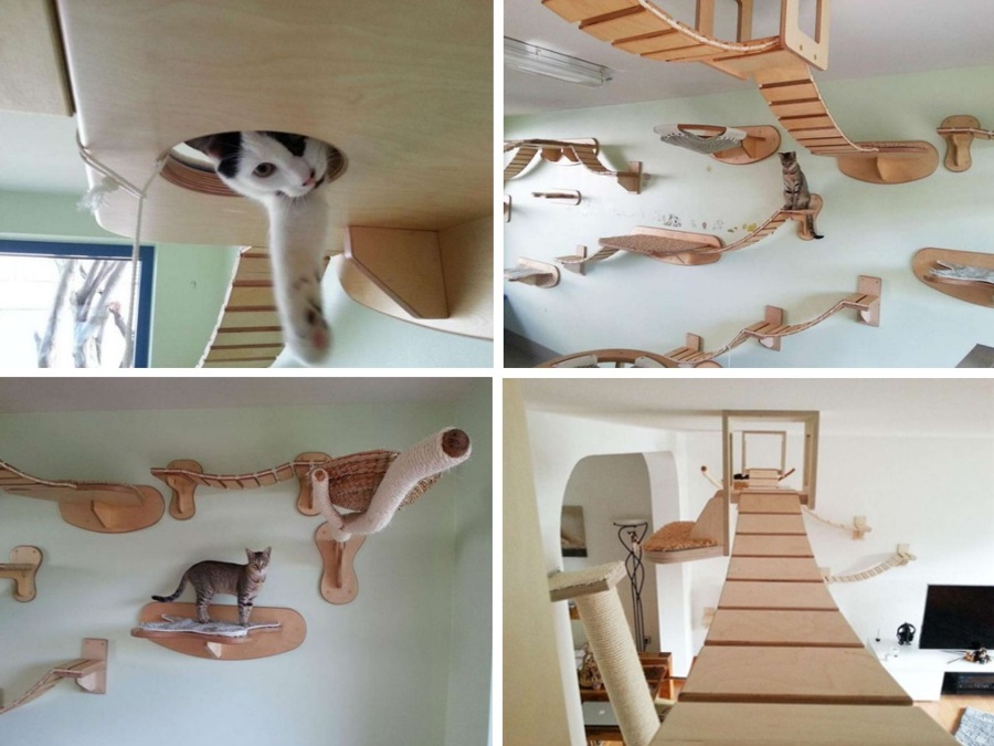 cat1