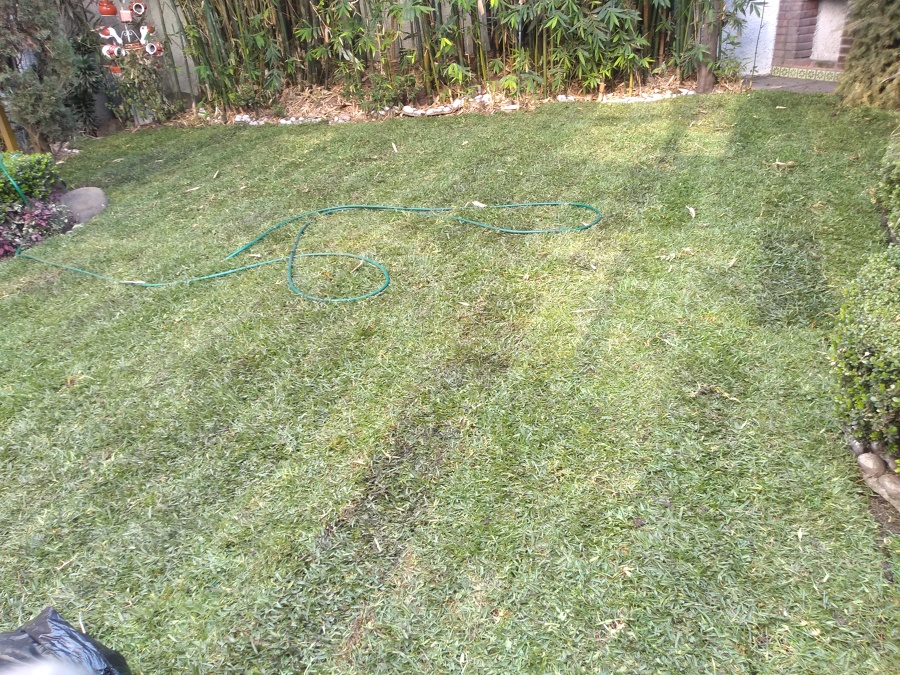 Colocación de Césped