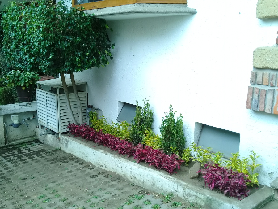 Colocación de plantas decorativas