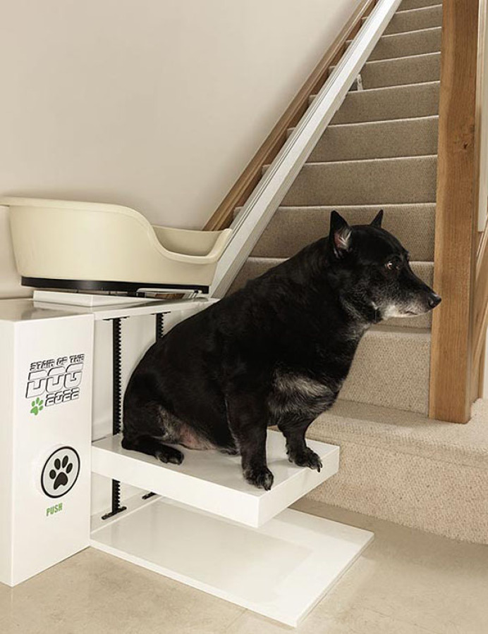 DogOnStairLift4